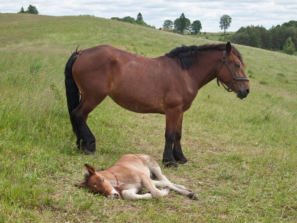 Как подготовиться к рождению жеребенка и чем помочь лошади при родах?