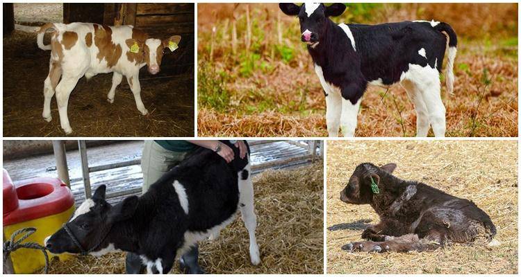 Атония, гипотония преджелудков у коров - болезни коров