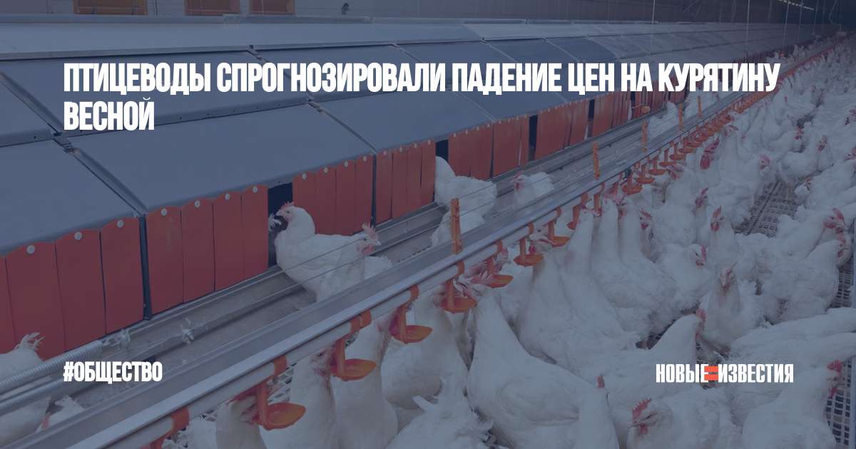 О совместном содержании индеек и кур в холодное время года | fermers.ru