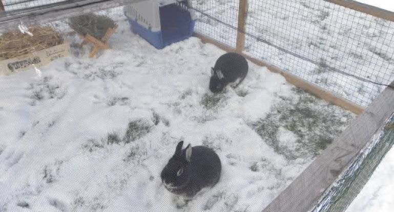 Содержание кроликов: в вольерах, ямах или клетках зимой и летом