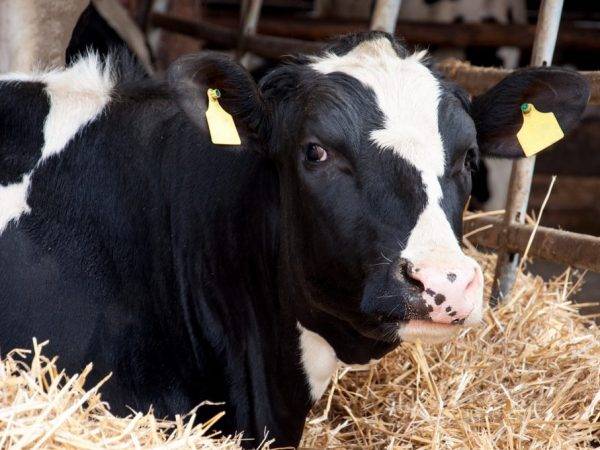 Правила диагностики стельности коровы, особенности кормления и ухода