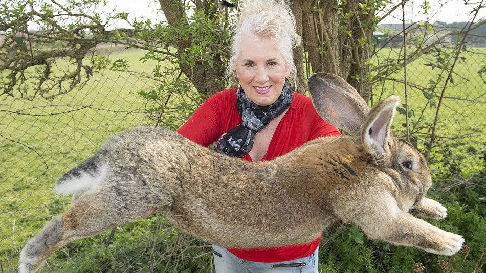 Самый большой кролик, самые огромные кролики мира, кролик-гигант (фото)