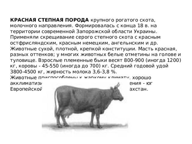 Калмыцкая порода коров крс: описание, продуктивность, содержание и кормление