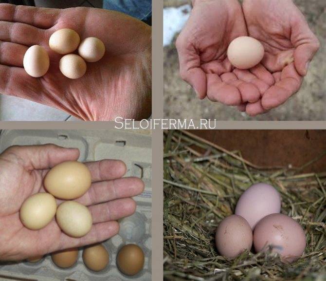 Почему куры несут мелкие яйца: причины и методы решения проблемы