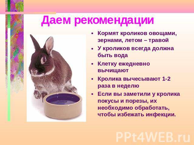 Кролик не ест и не пьет: что делать, частые причины и как их избежать