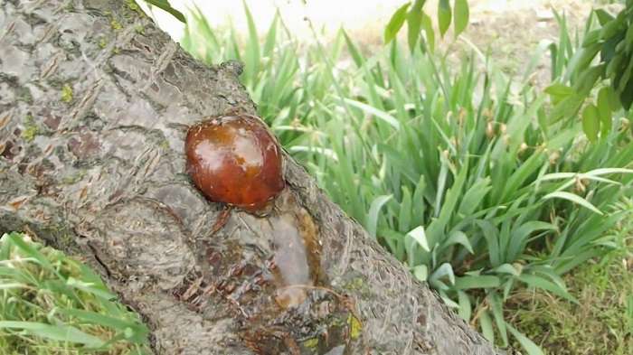 На стволе абрикоса появилась камедь – как лечить дерево