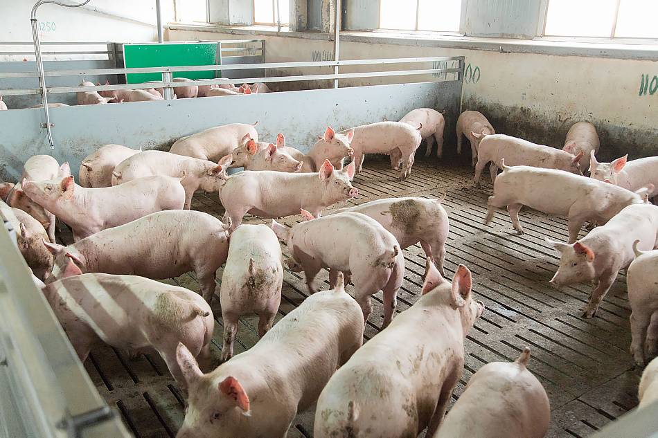 Откорм свиней и поросят на мясо в домашних условиях, чем кормить