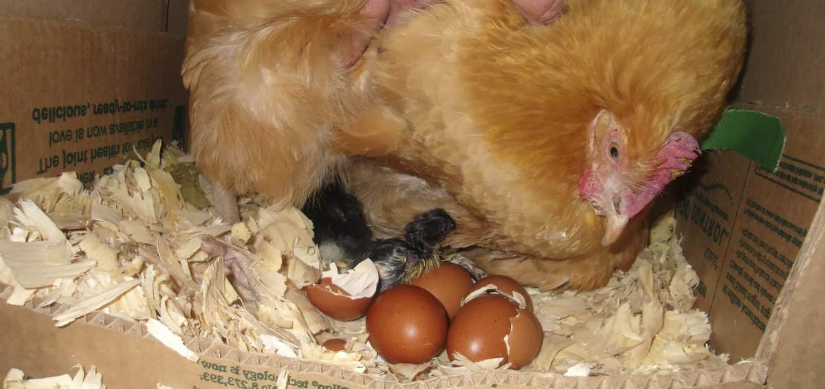 Сколько высиживают яйца куры. сколько раз курица высиживает яйца