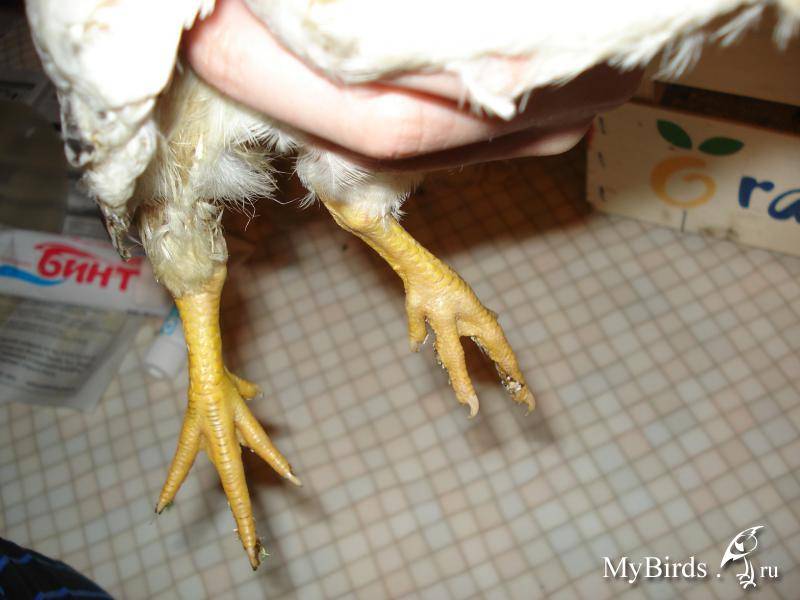 Почему цыплята и куры падают или садятся на ноги: причины и лечение