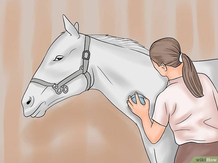Содержание и уход за лошадьми в домашних условиях