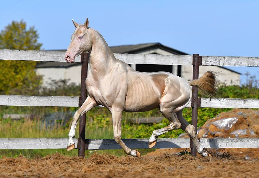 Ахалтекинская лошадь изабелловой масти