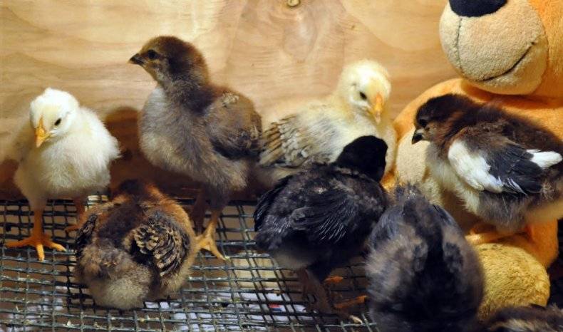 Выращивание цыплят в домашних условиях- инструкция по разведению