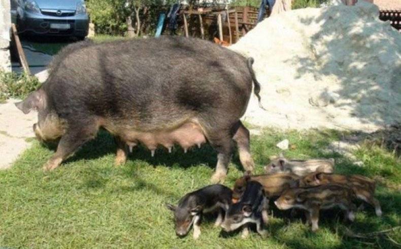 Кармалы – порода свиней или нет, достоверно о гибриде 2021
