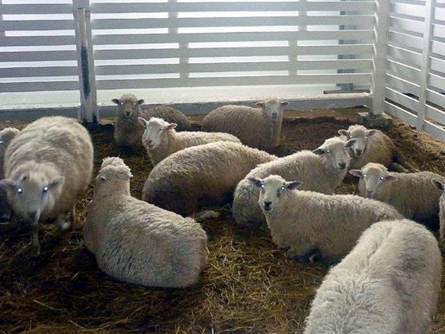 Баранья ферма: разведение овец как бизнес