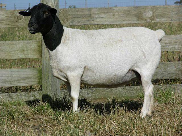 Овцы дорпер: описание породы, содержание и уход