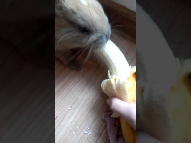 Можно ли кроликам давать бананы или банановую кожуру?