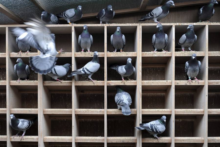 Домашние голуби: виды, правила содержания и разведения