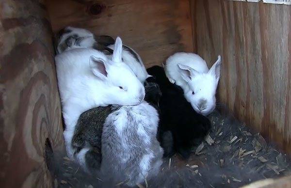 Содержание кроликов зимой на улице в клетках: комфортная температура, размножение