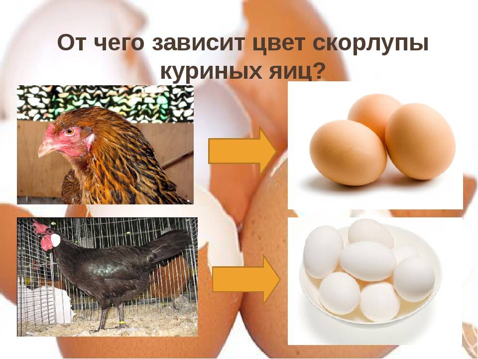Чем отличаются белые куриные яйца от коричневых, какие лучше: что влияет на интенсивность окраса и толщину скорлупы, желтка, белка, размер яиц, чистку?