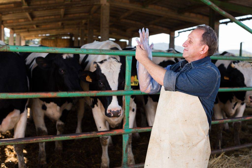Искусственное осеменение коров: инструкция, способы проведения и описание
