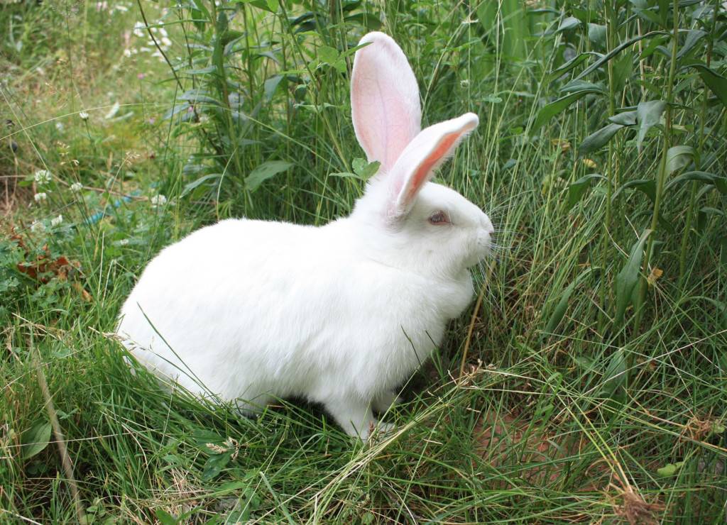 Кролик серый великан: характеристика и особенности разведения в домашних условиях