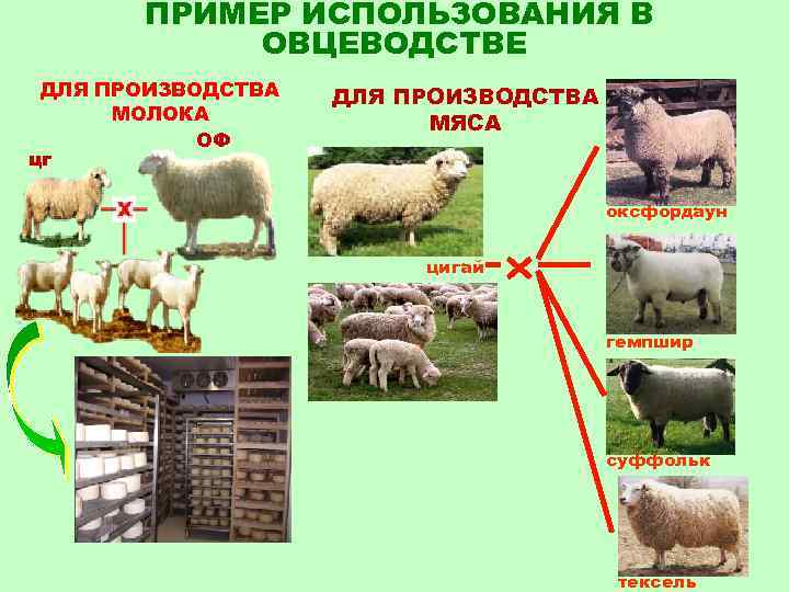 С чего начать разведение овец как бизнес: как получить прибыль и приуспеть в этом деле 