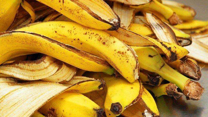 Едят ли собаки бананы?