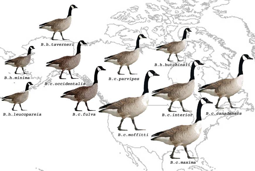 Дикие гуси: внешний вид водоплавающей птицы и среда обитания, разновидности и характеристики