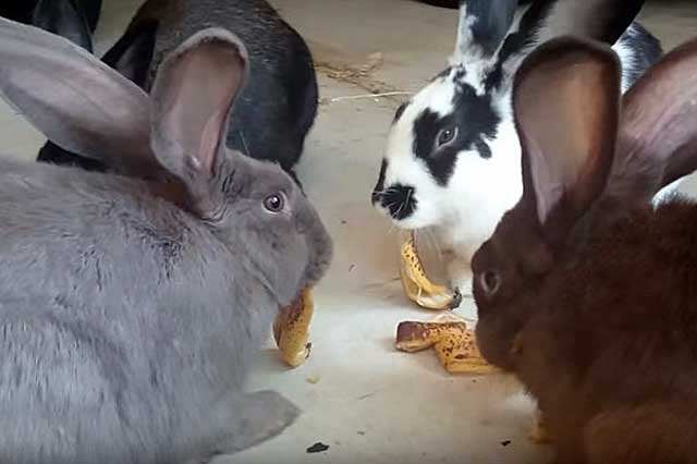 Можно ли кроликам бананы: в каком количестве и как давать, польза и вред
