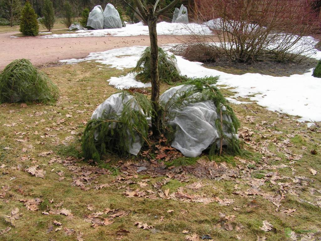Как защитить растения от весенних заморозков — викистрой