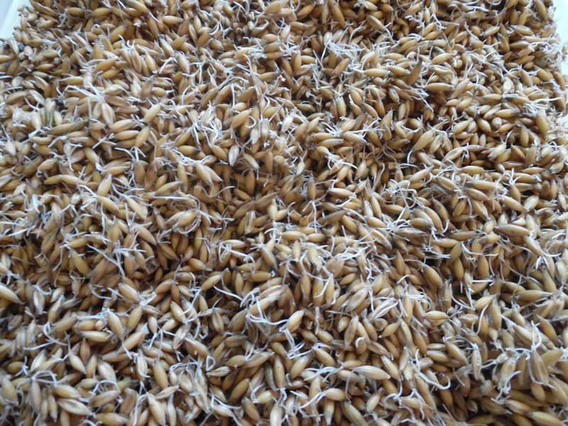 Проращивание и запаривание ячменя и пшеницы для кур: как правильно это сделать и как давать курам