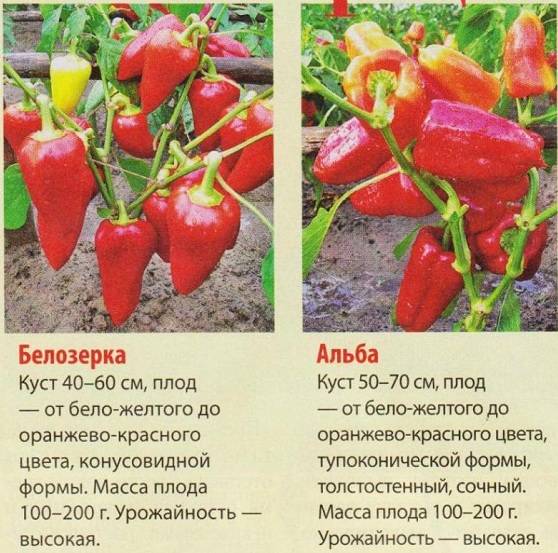 Самые урожайные перцы 2021 года – выбор лучших наименований, их описания и фото, классификация по регионам и скороспелости