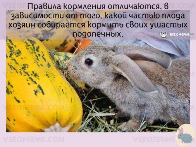 Можно ли кроликам картошку, капусту, морковь, свеклу и другие овощи