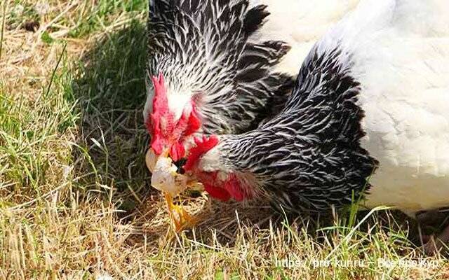 Куры клюют яйца: почему и как отучить?