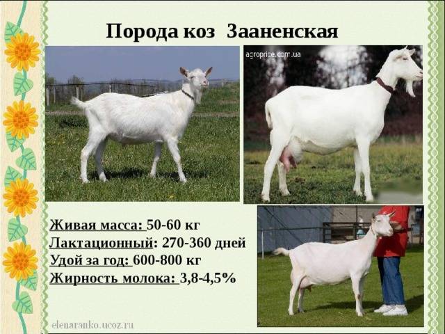 Молочные породы коз