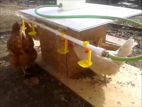 Делаем поилку для куриц и цыплят своими руками, полезные советы