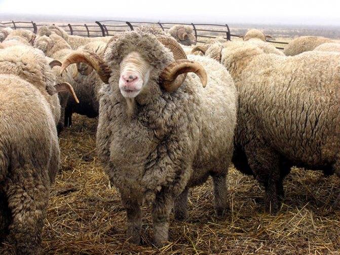 Мериносовые овцы: достоинство породы, уход, ценность шерсти