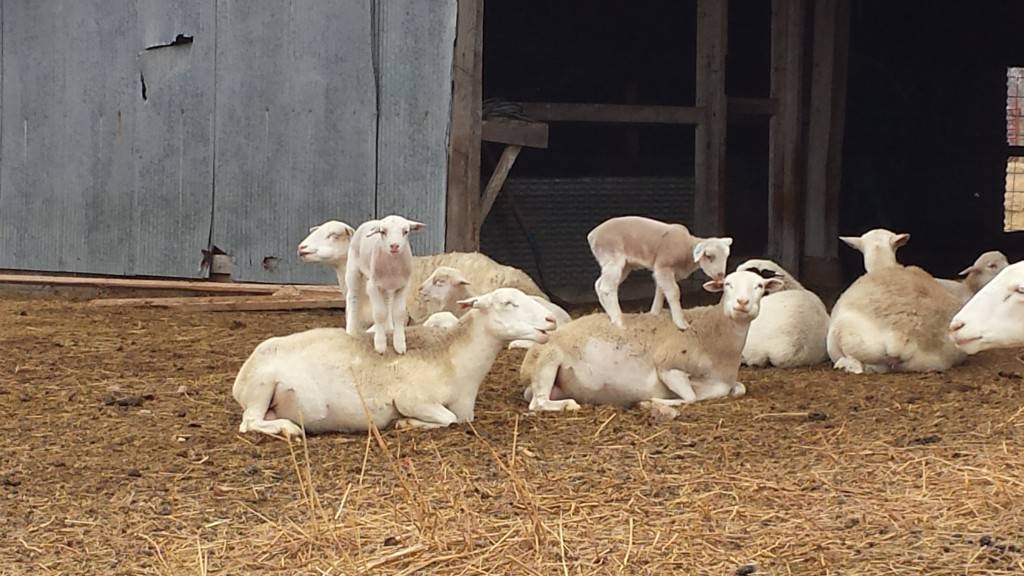 Дорпер: описание породы овец, продуктивность и способы разведения