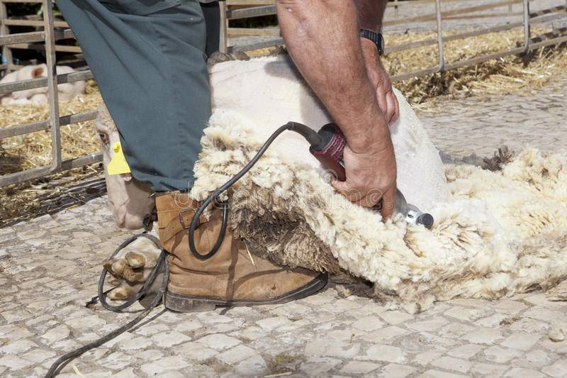 Когда и как правильно стричь овец, пошаговая инструкция и что использовать