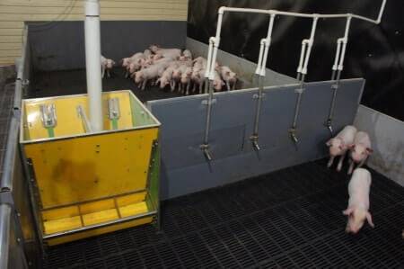 Клетки для свиней своими руками: чертежи, размеры и инструкция по изготовлению