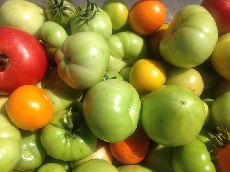 Дозревание зеленых помидоров в домашних условиях: как дозреть, куда положить