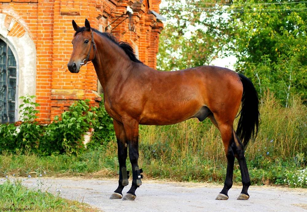 Тракененская порода лошадей - история, использование и известные представители