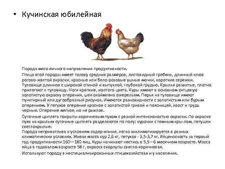 Билефельдер: описание породы кур, ее характеристики и фото цыплят и петухов, особенности выращивания selo.guru — интернет портал о сельском хозяйстве