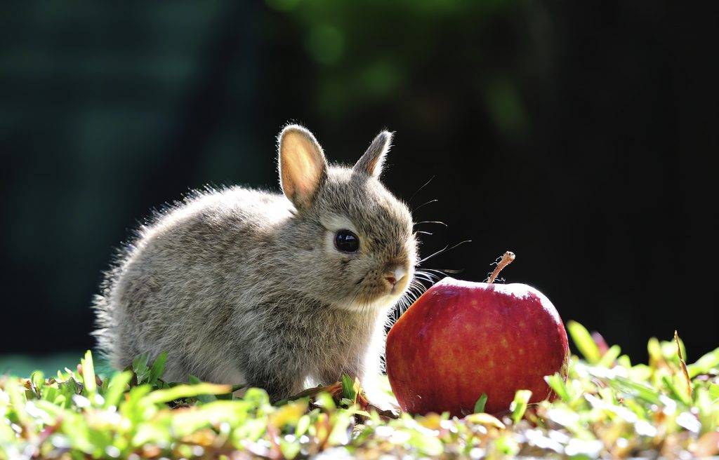 Можно ли давать кроликам яблоки: правила кормления и возможные проблемы