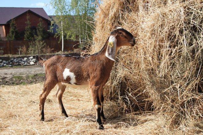 Нубийская порода коз: характеристика, описание, фото :: syl.ru