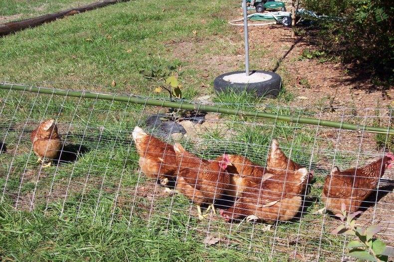 5 многолетников для кур – бесплатный корм, живая изгородь и место выгула