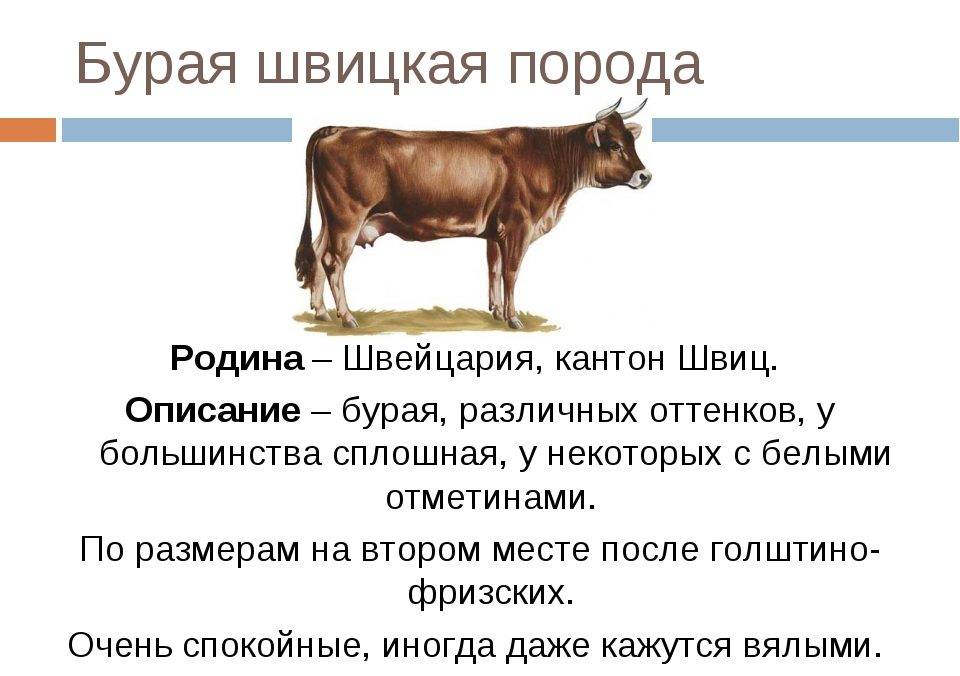 Симментальские коровы – универсальная порода крс