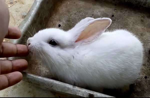 Почему декоративный кролик кусается - как отучить от этого