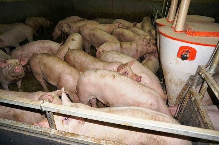 Разведение свиней: преимущества и недостатки этого бизнеса