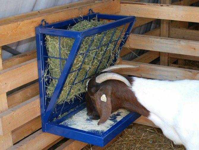 Кормушки для коз под сено - как правильно сделать своими руками (фото и чертежи) 2021